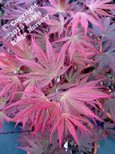 Acer shirasawanum 'Shira Red' - mapleridgenursery